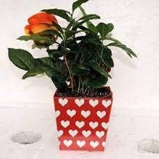 Valentine 'Coffee Plant' - Coffee/ Decorative Pot /Coffee Tree -Unique from jmbamboo