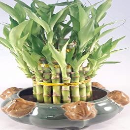 Lucky Bamboo - Tower in Decorative Frog Pot Unique from Jmbamboo
