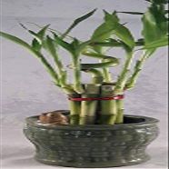 Lucky Bamboo - Spiral 7 Style with Ceramic Frog vase Unique Frome Jm Bamboo