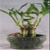 Lucky Bamboo - Spiral 7 Style with Ceramic Frog vase Unique Frome Jm Bamboo view 1