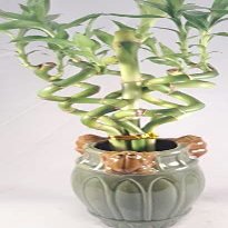 Jmbamboo - Live Spiral 6 Style Lucky Bamboo Plant Arrangement w/ Ceramic Vase Unique from Jmbamboo