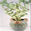 Jmbamboo - Live Spiral 6 Style Lucky Bamboo Plant Arrangement w/ Ceramic Vase Unique from Jmbamboo view 1