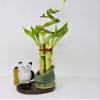 Lucky Bamboo - Spiral 7 Style with Panda Ceramic Vase Unique from JM Bamboo. view 1