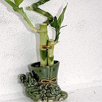 Live 3 Style Lucky Bamboo Plant Arrangement with Ceramic Pot/Two Sides of Elephant vase-Unique from jmbamboo