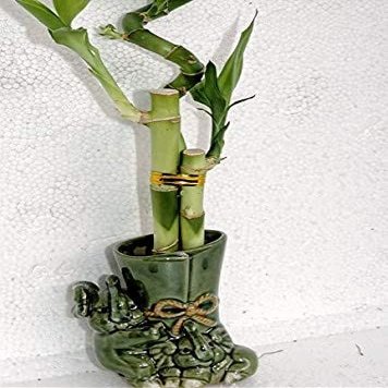 Live 3 Style Lucky Bamboo Plant Arrangement with Ceramic Pot/Two Sides of Elephant vase-Unique from jmbamboo