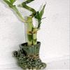 Live 3 Style Lucky Bamboo Plant Arrangement with Ceramic Pot/Two Sides of Elephant vase-Unique from jmbamboo view 1