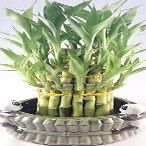Lucky Bamboo - Tower in Decorative Panda Pot Unique from Jmbamboo