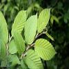 4 Ounce Packet Slippery Elm Bark Powder view 1