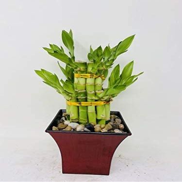 Jmbaboo 2 Tier Lucky Bamboo - 6" & 4" Lucky Bamboos in 2 Tiers - Feng Shui- with 5" Vase Color Coconut
