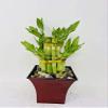 Jmbaboo 2 Tier Lucky Bamboo - 6" & 4" Lucky Bamboos in 2 Tiers - Feng Shui- with 5" Vase Color Coconut view 1