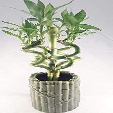 Jmbamboo - Live Spiral 6 Style Lucky Bamboo Plant Arrangement w/ Ceramic Vase Unique from Jmbamboo