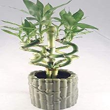 Jmbamboo - Live Spiral 6 Style Lucky Bamboo Plant Arrangement w/ Ceramic Vase Unique from Jmbamboo