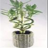 Jmbamboo - Live Spiral 6 Style Lucky Bamboo Plant Arrangement w/ Ceramic Vase Unique from Jmbamboo view 1