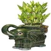 Big Three Tiered Lucky Bamboo Arrangement Large Elephant Favor Unique from Jmbamboo