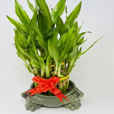 Lucky Bamboo Tower in Decorative Elephant Pot (Twin Elephants) Unique from Jmbamboo