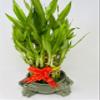 Lucky Bamboo Tower in Decorative Elephant Pot (Twin Elephants) Unique from Jmbamboo view 1