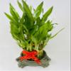 Lucky Bamboo Tower in Decorative Elephant Pot (Twin Elephants) Unique from Jmbamboo view 2