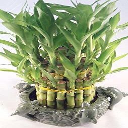 Lucky Bamboo - Tower in Decorative Dolphin Pot Unique from Jmbamboo