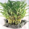 Lucky Bamboo - Tower in Decorative Dolphin Pot Unique from Jmbamboo view 1