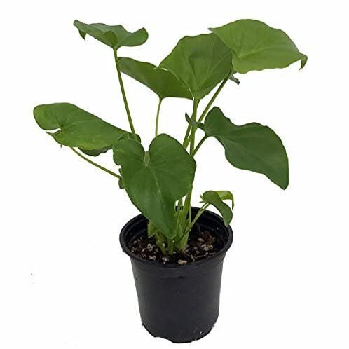 Hope Philodendron - Easy to Grow House Plant - 6" Pot Unique from Jmbamboo