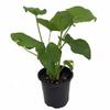 Hope Philodendron - Easy to Grow House Plant - 6" Pot Unique from Jmbamboo view 1