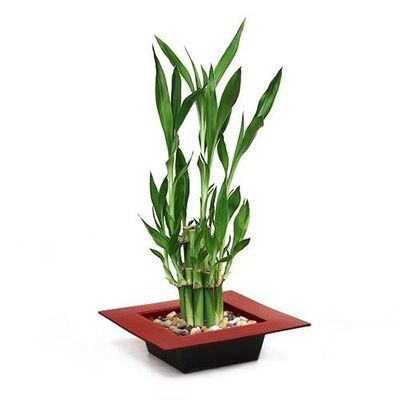 Two Tiered Lucky Bamboo - Pot red Unique from Jmbamboo