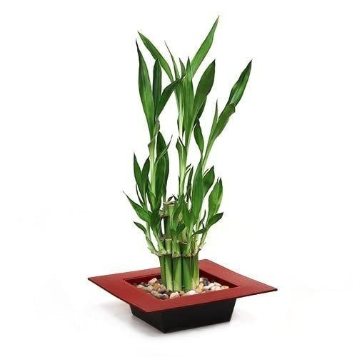 Two Tiered Lucky Bamboo - Pot red Unique from Jmbamboo
