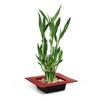 Two Tiered Lucky Bamboo - Pot red Unique from Jmbamboo view 1