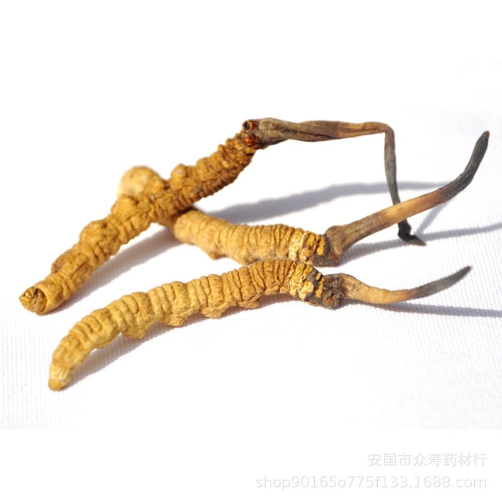 10 Grams Wild Himalayan Cordyceps Sinensis Chinese Caterpillar Fungus Dong Chong Xia Cao Cordyceps Sinensis Wild Cordyceps.