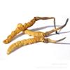 10 Grams Wild Himalayan Cordyceps Sinensis Chinese Caterpillar Fungus Dong Chong Xia Cao Cordyceps Sinensis Wild Cordyceps. view 1