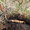 3 Grams Wild Himalayan Cordyceps Sinensis Chinese Caterpillar Fungus Dong Chong Xia Cao Cordyceps Sinensis Wild Cordyceps. view 3