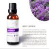 Auxo Gardens Essential Oil 1oz(30ml) - 100% Natural and Pure, Premium Quality Therapeutic Grade Essential Oil for Aromatherapy (Lavender) view 3