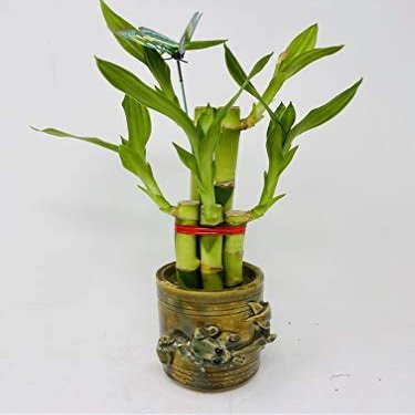 Five Style Lucky Bamboo Butterfly Ceramic Frog Pot