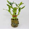 Five Style Lucky Bamboo Butterfly Ceramic Frog Pot view 1