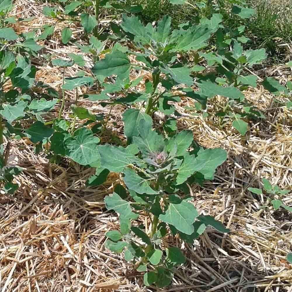 Pacchetto semi: 125 Semi di Apellewa Quinoa - Chenopodium Quinoa