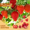  Strawberry Crisp 20g*2 bags view 2