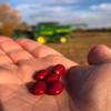 Bulk Red Beans Organically Grown in Michigan, USDA Organic Certified, Non-GMO, Farmer Direct, Gluten Free, Vegan, Frijoles Rojos, Dry 50 Lbs Total // Findlay's Organics view 4