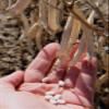 Bulk Navy Beans Organically Grown in Michigan, USDA Organic Certified, Non-GMO, Farmer Direct, Gluten Free, Vegan, Dry 50 Lbs Total // Findlay's Organics. view 4