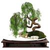Money Tree Bonsai Fresh Cutting - Thick Trunks Fast Growing Light Bonsai Indoor Money Plant - Antique Piece for Your Home and Office view 1