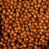Hazelnuts in-shell from our family orchard in Washington state (Raw, 4 pounds) view 1