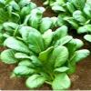 500 Komatsuna Tendergreen Spinach Mustard Seeds for Planting Heirloom Non GMO 1 gram of Seeds Garden Vegetable Bulk Survival view 1