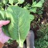 500 Komatsuna Tendergreen Spinach Mustard Seeds for Planting Heirloom Non GMO 1 gram of Seeds Garden Vegetable Bulk Survival view 2