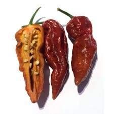 10 Semi di Bhut Jolokia Cioccolato