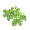 Addictive Wellness Gynostemma Leaf Extract Powder - Pure & Potent Jiaogulan Adaptogen for Energy, 1 Packet view 3