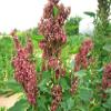 100 Organic Cocoa Cherry Quinoa Grain Chenopodium Quinoa Red & Brown Seeds view 1