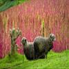 100 Organic RED Head Quinoa Grain Chenopodium Quinoa Pink & Red - White Seeds view 1