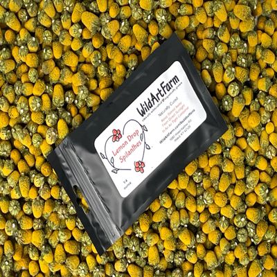 Buzz Button Edible Flowers aka Spilanthes aka Toothache Plant - Naturally Cured (1/4 Ounce)