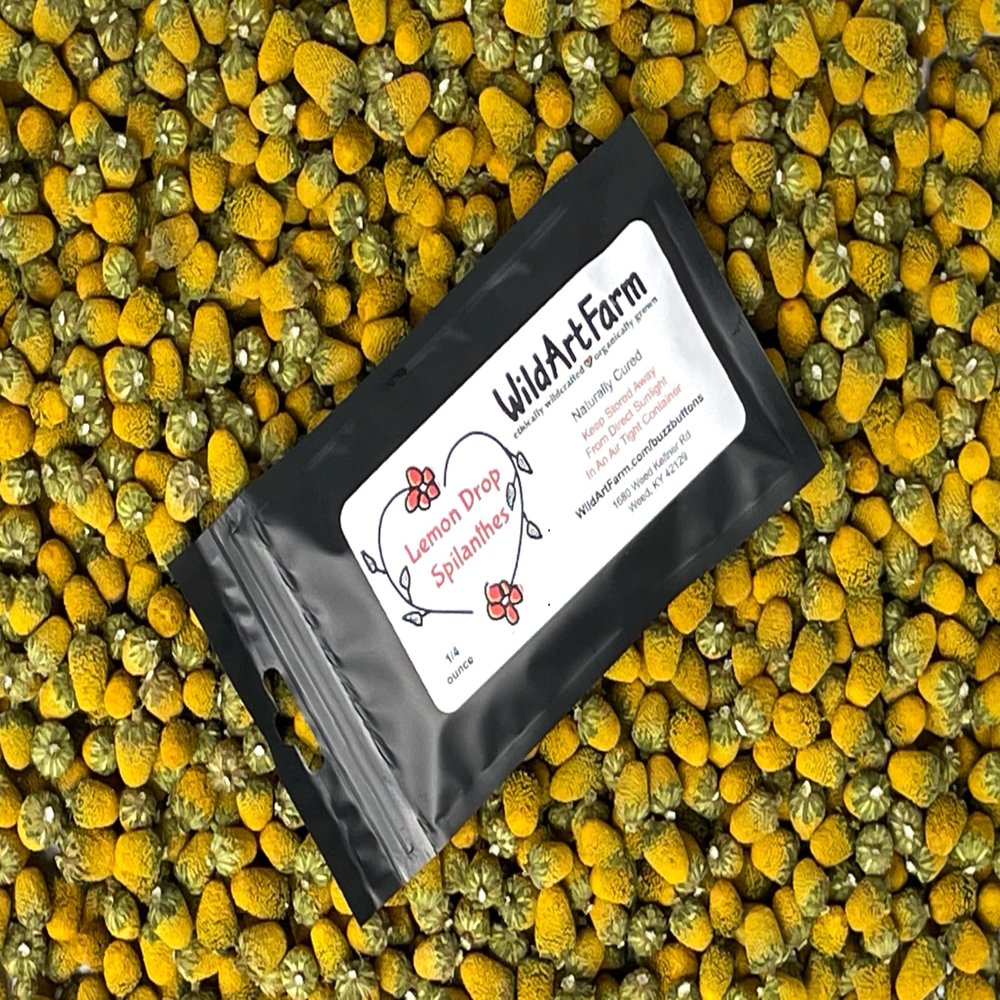 Buzz Button Edible Flowers aka Spilanthes aka Toothache Plant - Naturally Cured (1/4 Ounce)