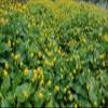 Buzz Button Edible Flowers aka Spilanthes aka Toothache Plant - Naturally Cured (1/4 Ounce) view 4