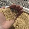 240# Proso Millet Grains view 2